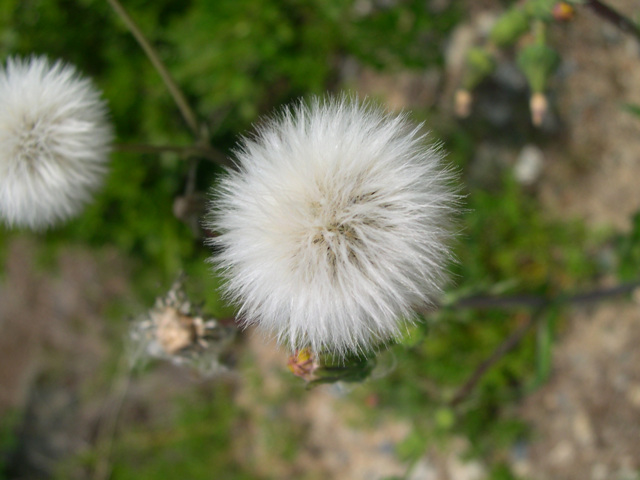 크게보기