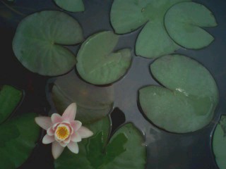 크게보기